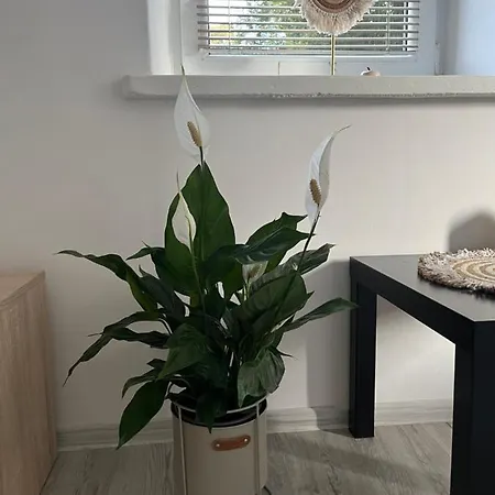 Hotel apartamentowy Manufaktura *