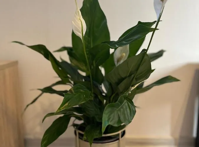 Manufaktura Lejlighedshotel Łódź