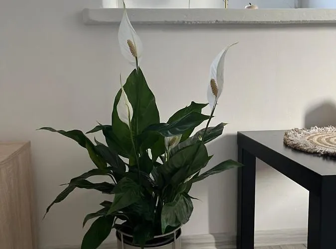 Lejlighedshotel Manufaktura *